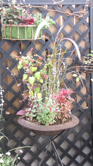 IMG_2212.JPGのサムネール画像