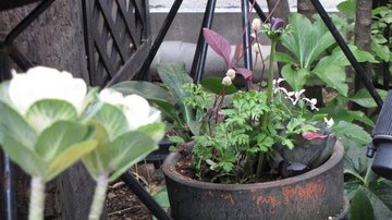 IMG_2435.JPGのサムネール画像