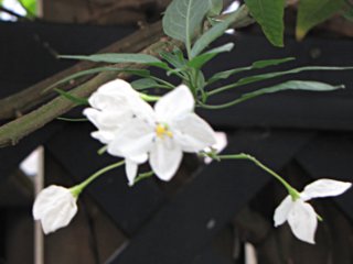 20100513_06.jpg